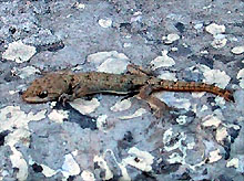 Gecko.jpg (29946 oCg)