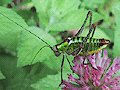 Grasshopper_green.jpg (5462 oCg)